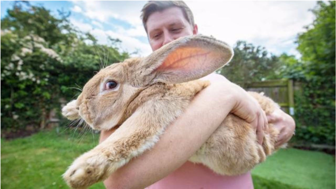 世界上最大的兔子,长1.2米重达45斤,一年伙食费高达25000块!
