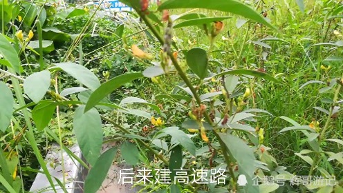 罕见的木豆树,对风湿,水肿,水痘有帮助的植物,快来了解一下吧!