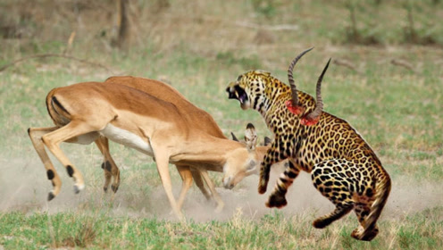 生而为羊,谁不惜命!看羚羊如何用自己的尖角"反杀"200斤豹子!