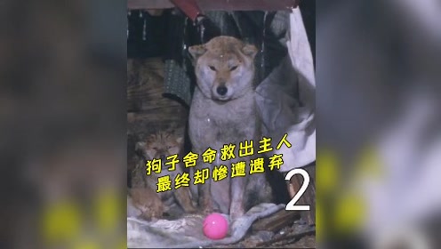 爱犬的奇迹电影 腾讯视频