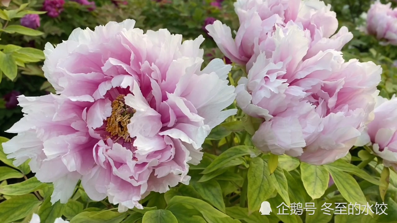 2021年洛阳牡丹文化节牡丹盛花期实拍