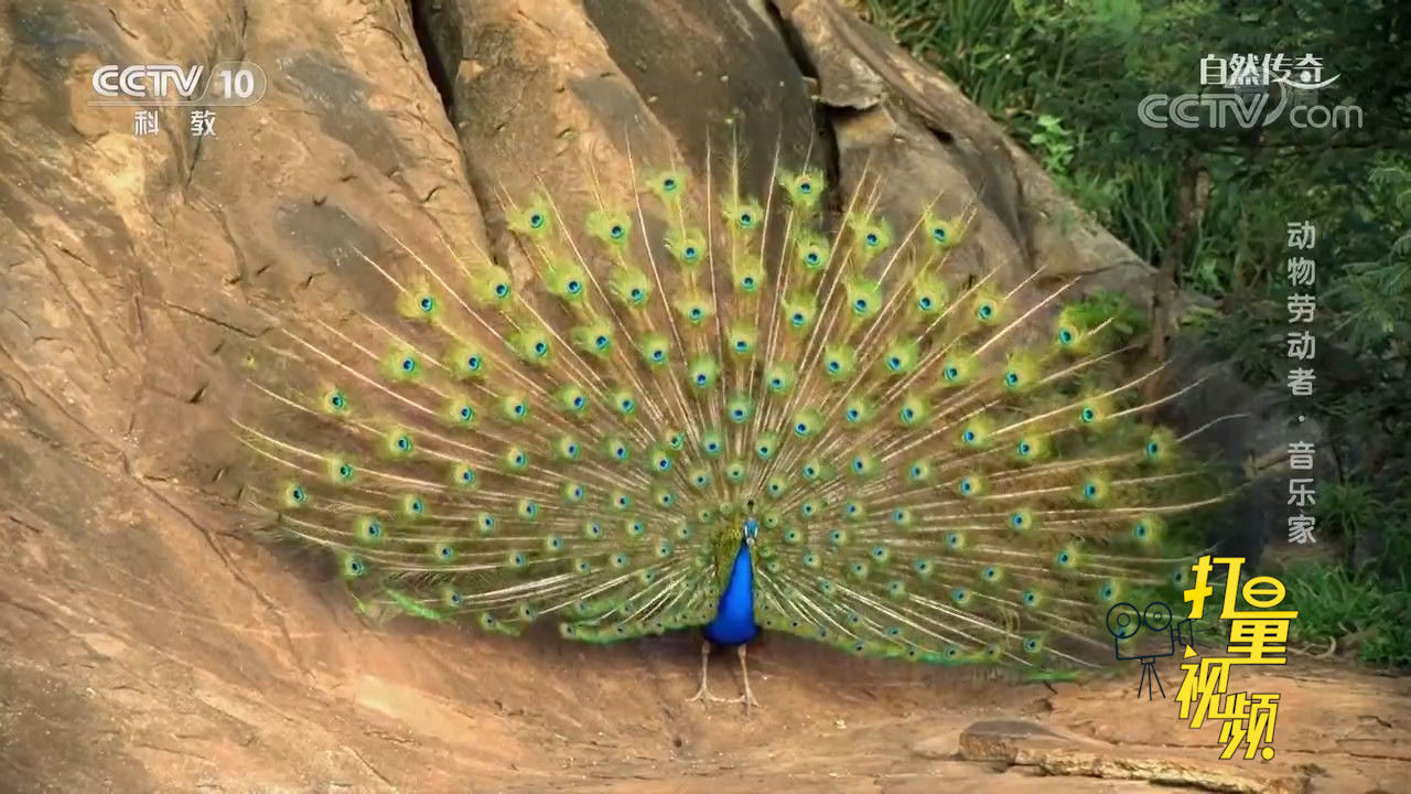 除了鸣叫,雄性孔雀还会用其他声音吸引异性?这很有趣