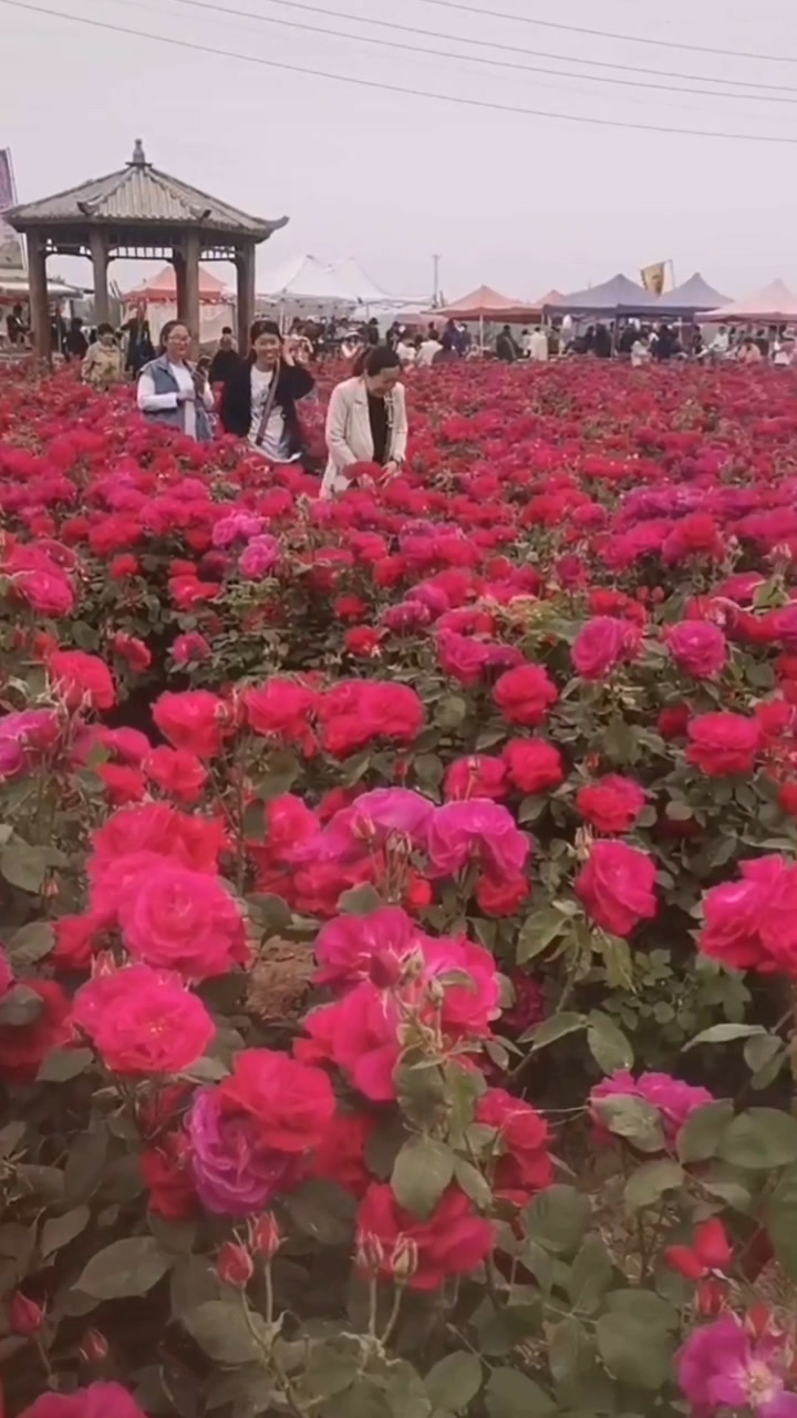 洛阳牡丹,菏泽玫瑰.