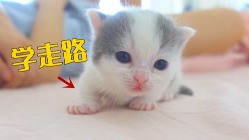 萌猫宝哥哥 腾讯视频