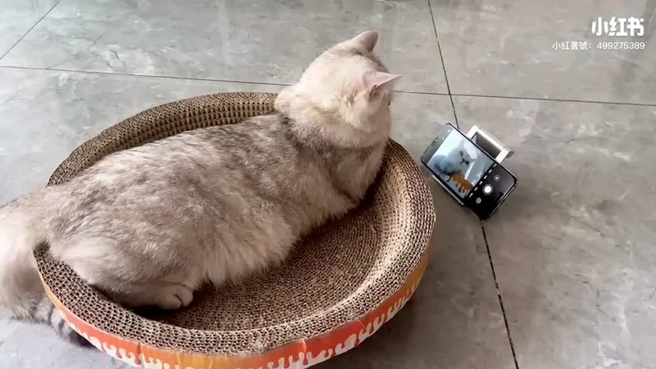 见过会自拍的猫吗