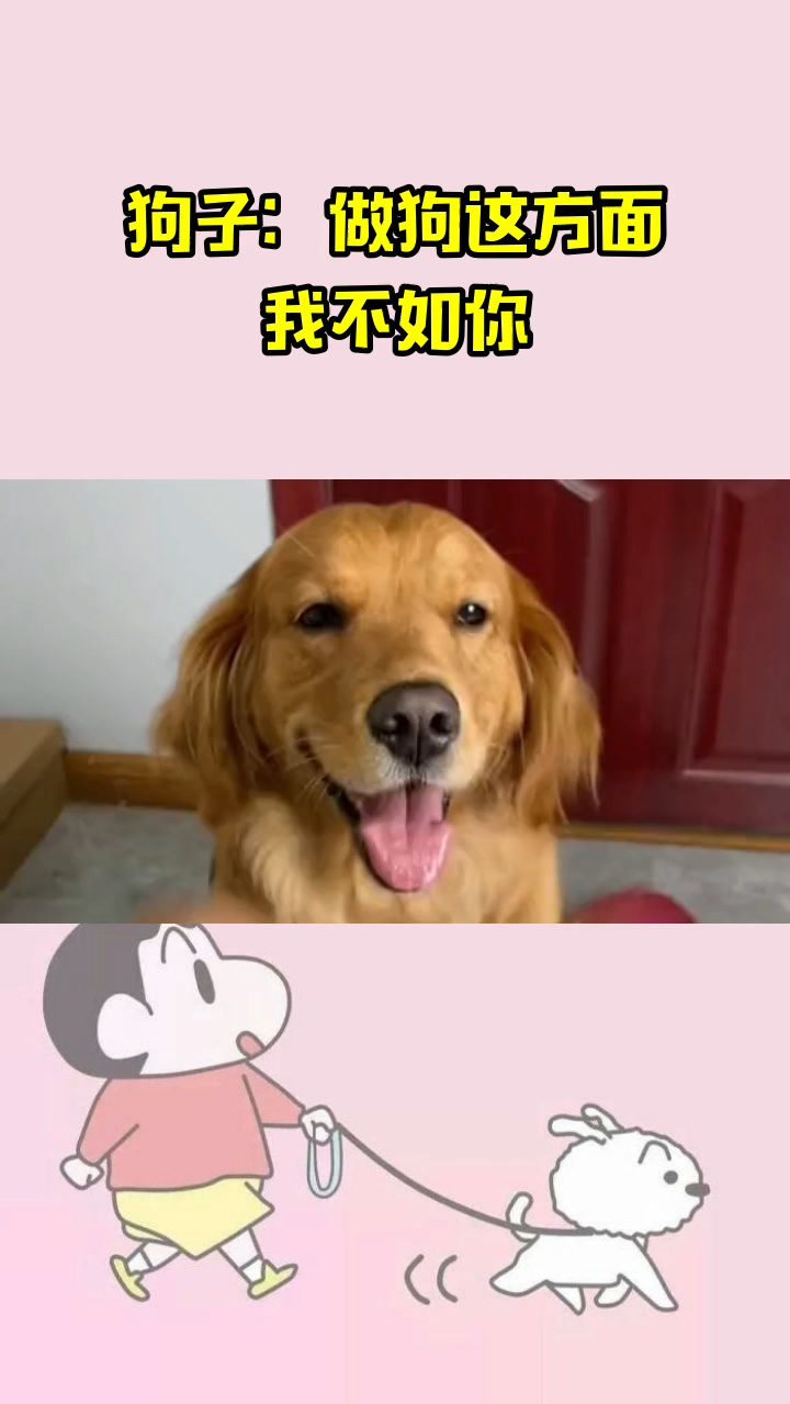 狗子:做狗这方面,我不如你