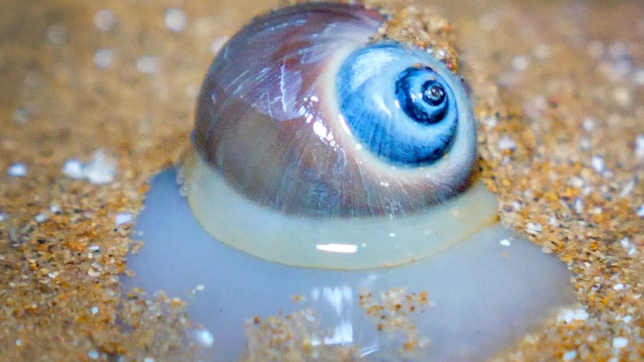 大梅深夜赶海,遍地鸡屎螺泛滥捡不完,鲜美鱼胶汤奔向幸福三胎?