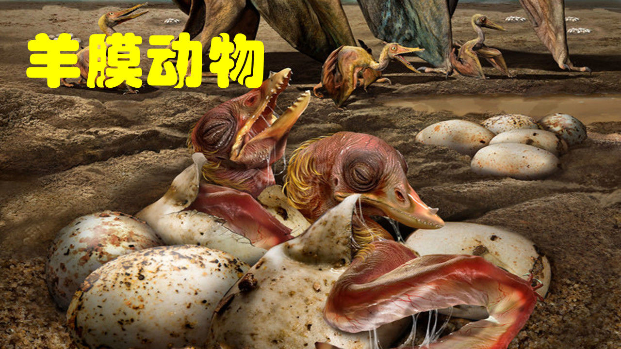 羊膜动物_搜狗百科