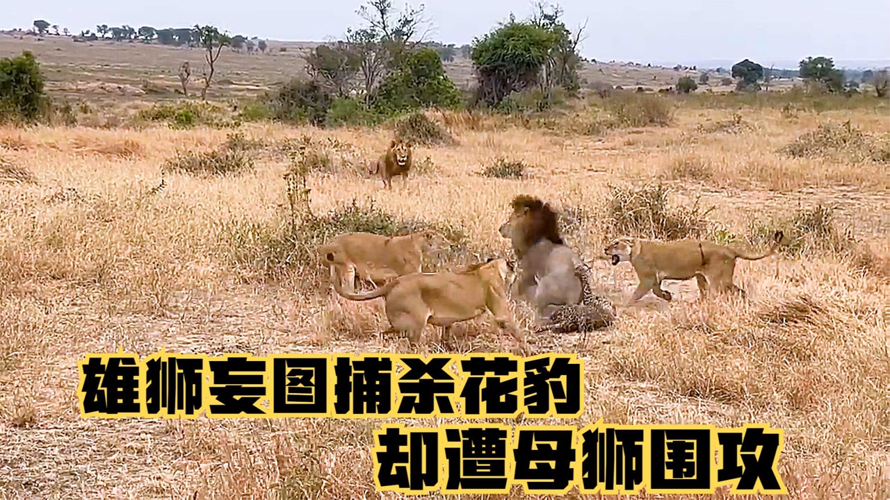 雄狮妄图捕杀花豹,却遭到母狮围攻,花豹装死逃过一劫