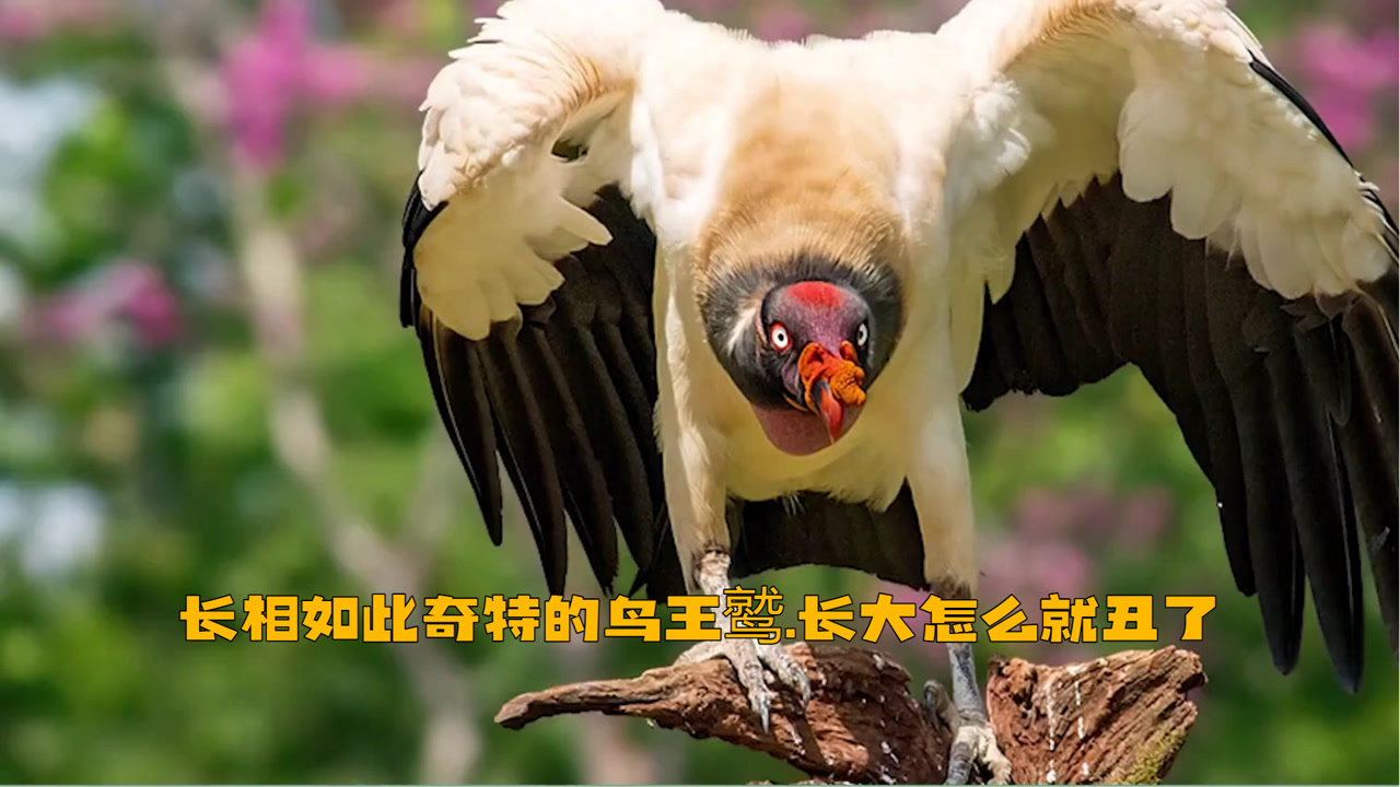 王鹫(美洲鹫科王鹫属动物)_搜狗百科
