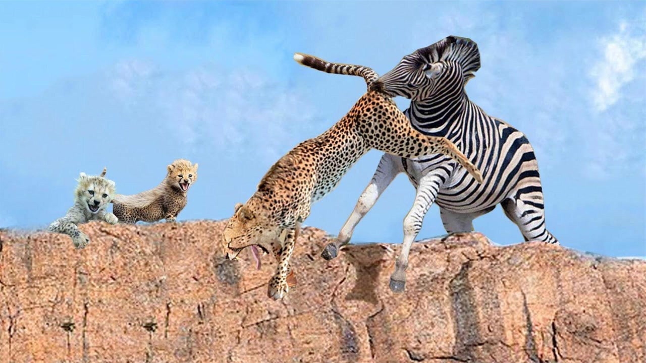 猎豹捕食斑马图片