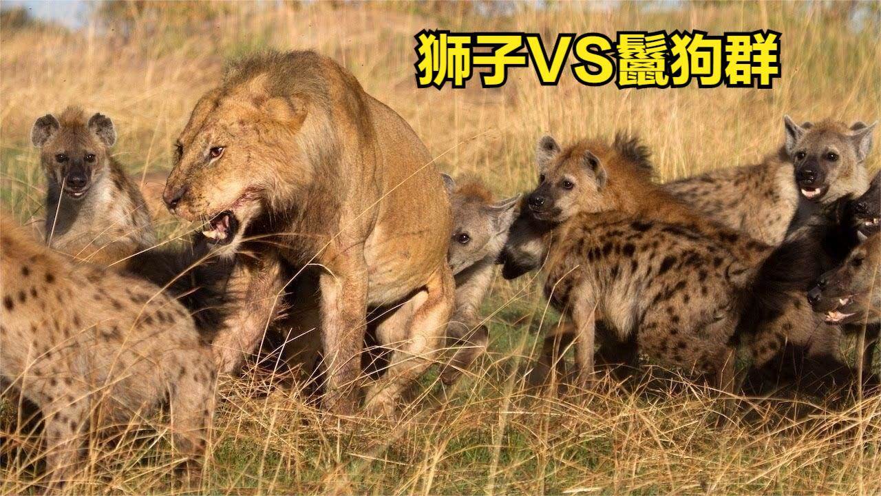 雄狮单挑鬣狗群,非洲一哥和二哥的战斗,谁更胜一筹?