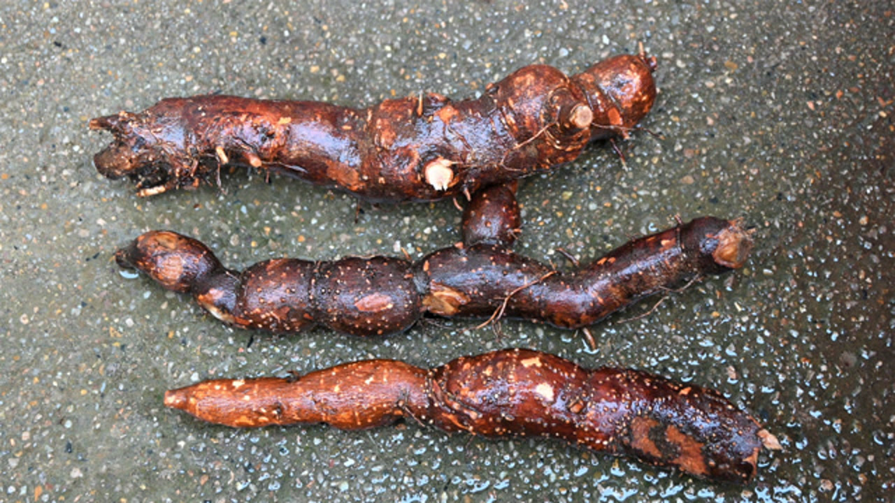 野生药材"乌药",块根像"小番薯",大家知道用途与价值吗?