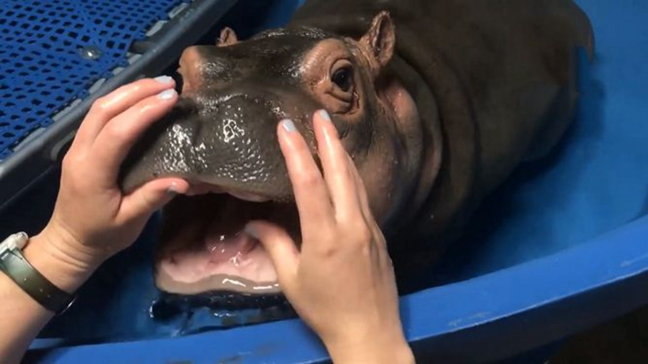 没想到河马小时候这么可爱,比二哈还闹腾,长大后不忍直视