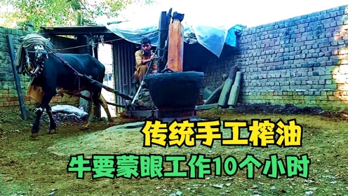 巴基斯坦民间榨油坊小牛拉一吨重的磨盘工作10小时牛才的休息