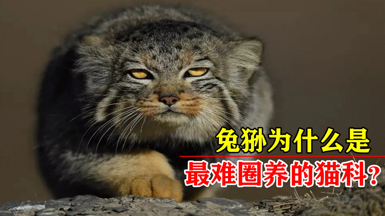 兔狲(猫科兔狲属动物)_搜狗百科