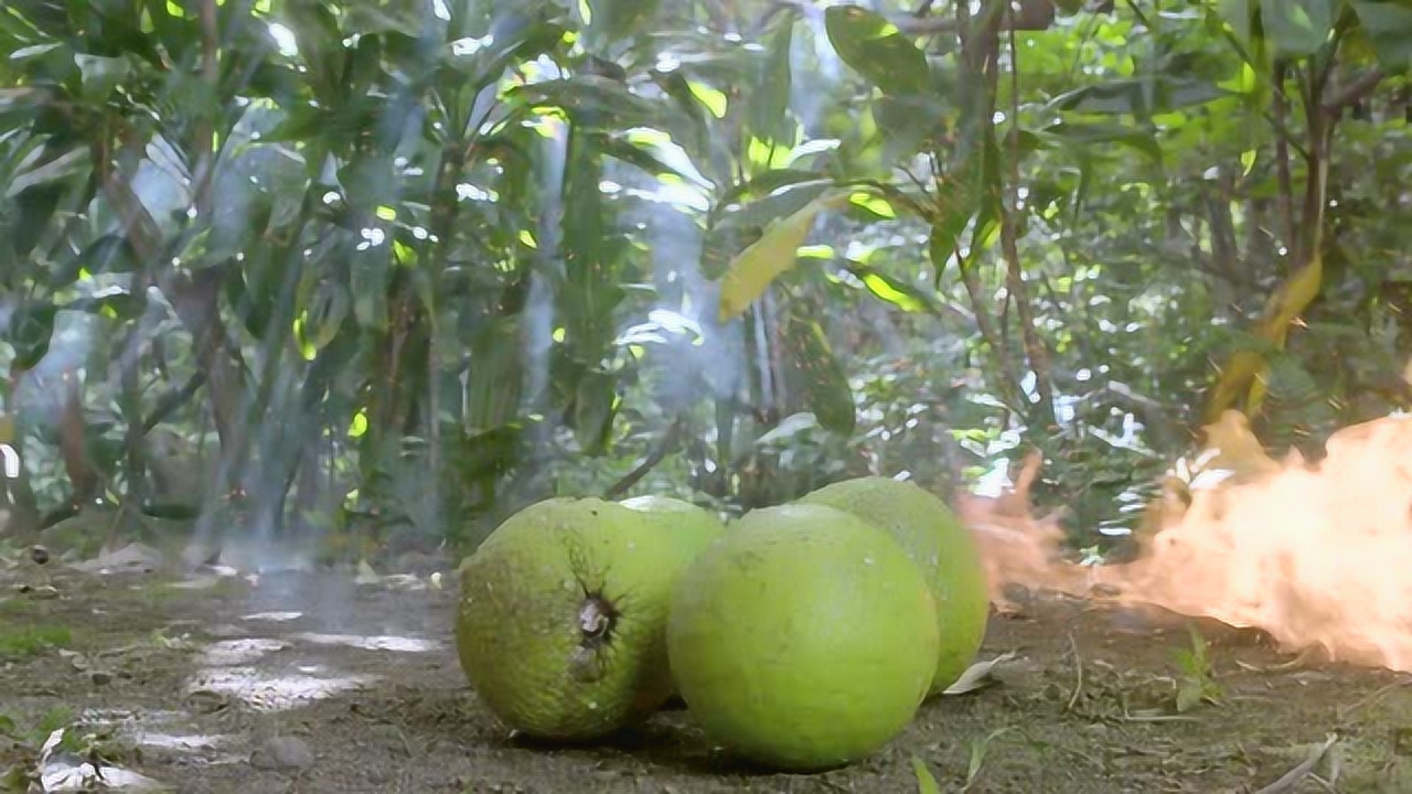 长得像菠萝蜜的面包果 烤着吃居然是面包的味道?