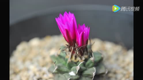 赤花娇丽开花图 腾讯视频