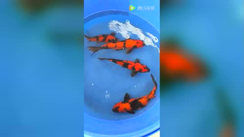 腾讯视频