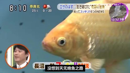 金鱼长成巨无霸 腾讯视频