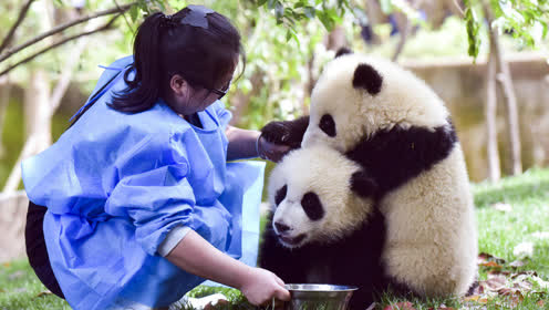 2016年第365天丨80后熊猫饲养员梅燕的日常