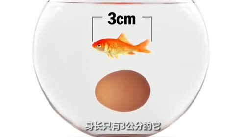 金鱼长成巨无霸 腾讯视频