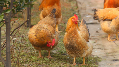 老囧奇谈宣传片 腾讯视频