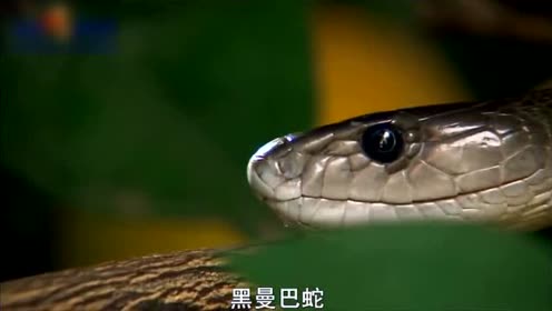 凶狠的黑曼巴蛇遇上害羞的绿曼巴蛇,会发生什么呢?