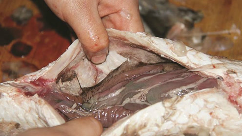 鱼肚子里的黑膜是污染还是排泄物?今天告诉你,到底能不能吃