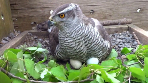 老鹰头一次下蛋当妈妈!又激动又紧张叫个不停!