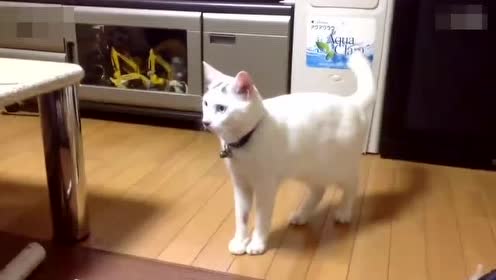 会站立的猫 腾讯视频