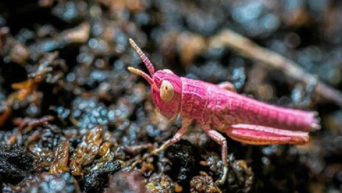 英国河畔发现粉色蚂蚱 色彩艳丽引人注目