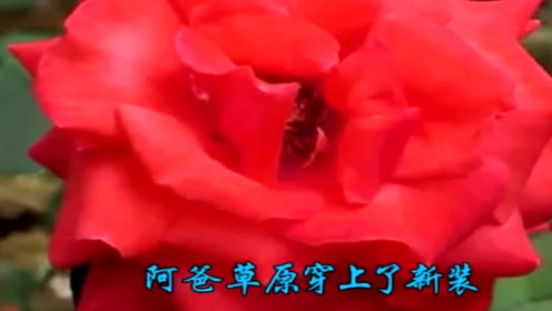 花的草原 腾讯视频