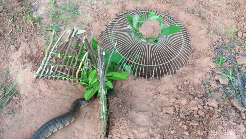 教你如何制作捕蛇陷阱,还能反复使用