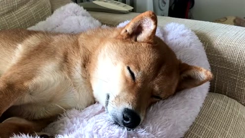 熟睡中的废柴也可以如此安静可爱