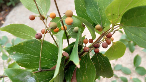 朴树果:有我的回忆,每一种果实似乎都有一个童年