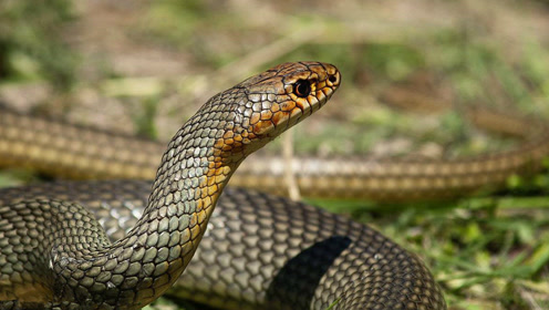 实拍两条细鞭蛇相遇之战,打得够激烈的