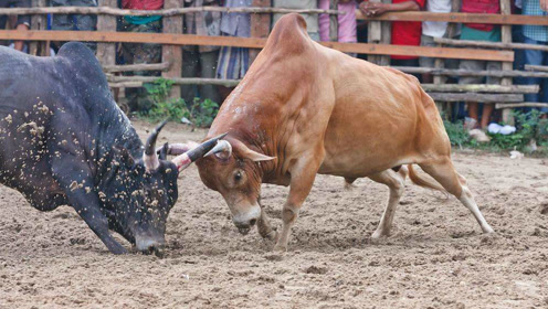 村民们很快乐,看牛打架必看电视剧都开心!