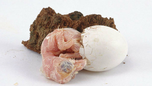 猫头鹰出壳的瞬间,原来小猫头鹰刚出生是这样的