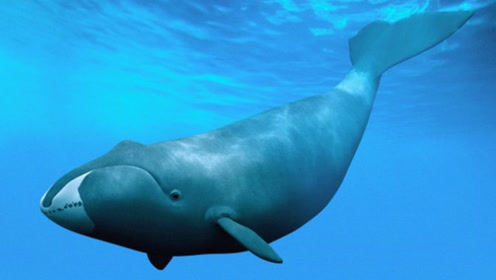 世界最长寿命的动物弓头鲸,1550岁了吃量也很惊人!