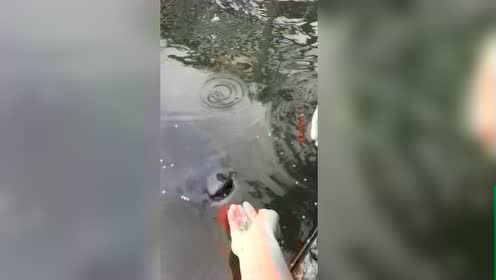 ç«‹å·æ¸