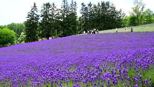 北海道富良野 腾讯视频