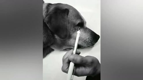 立体狗狗 腾讯视频