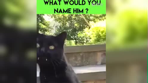 吸血猫 腾讯视频