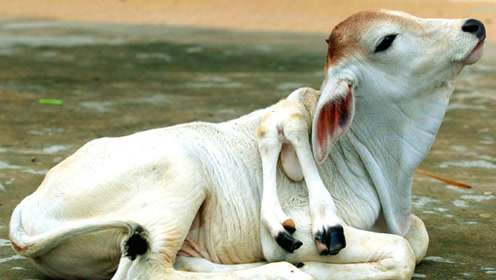 日本福岛发现变异动物!哥斯拉真的要诞生?