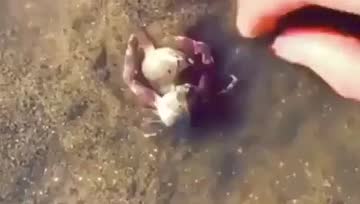 螃蟹也非常有感情，懂得保护所爱
