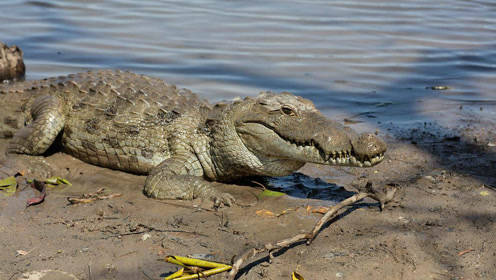 镜头记录下的鳄鱼袭人真实场面,太吓人了