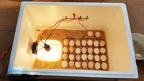 自制孵化鸡蛋孵化器,在家就能孵出小鸡来,你可以试试