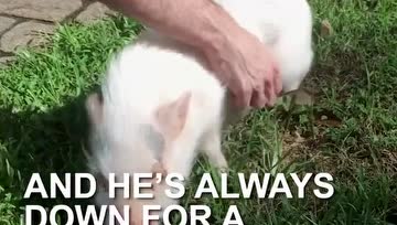 这头宠物猪萌出了新境界