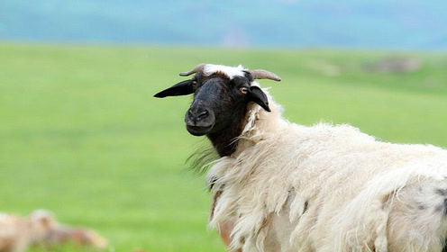 老羊正在吃草不小心碰到高压电网,接下来的画面真想不到